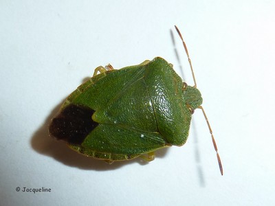 Palomena prasina